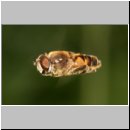 Eristalis interrupta - Mittlere Keilfleckschwebfliege m06.jpg